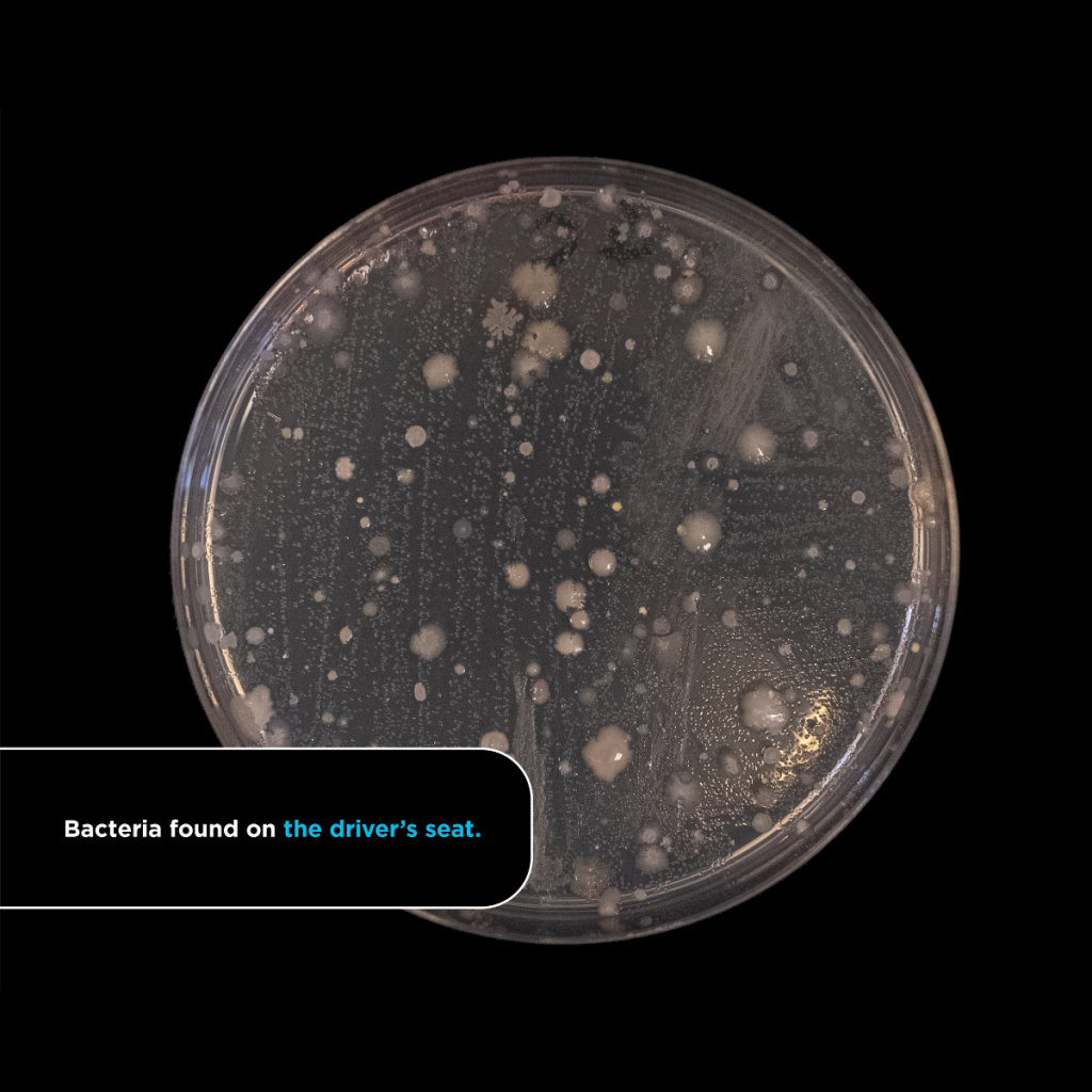 Bacteria found on a car driver's seat