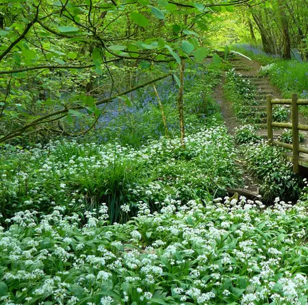 Halesowen photo of woods and flowers