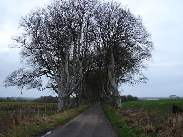 Dark Hedges, Bregagh Road, Antrim