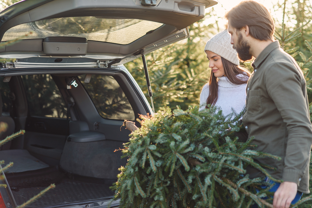 Transporting A Christmas Tree On Your Car Scrap Car Comparison