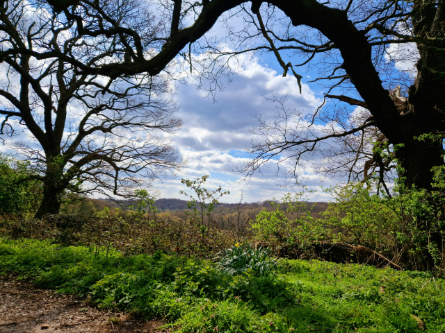 Epping forest, a gap through some trees